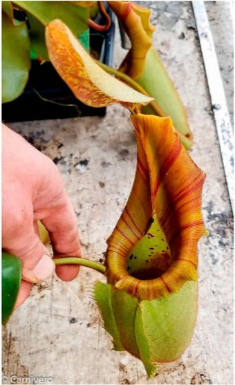 File:Nepenthes veitchii 'Jim Bockowski'.jpg