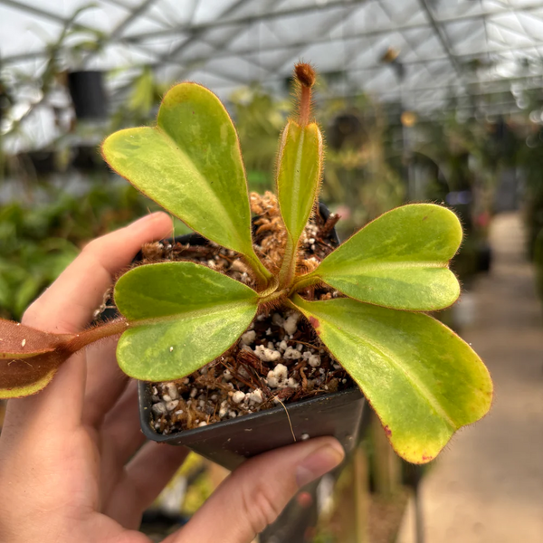 File:Nepenthes veitchii variegated CAR-0207.webp